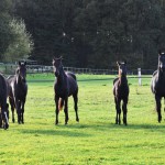 11072411_857570364279193_1375623009_o