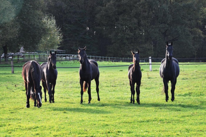 11072411_857570364279193_1375623009_o