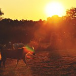 11097258_857570330945863_2040232332_o