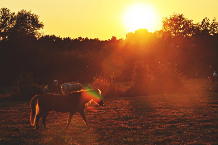 11097258_857570330945863_2040232332_o